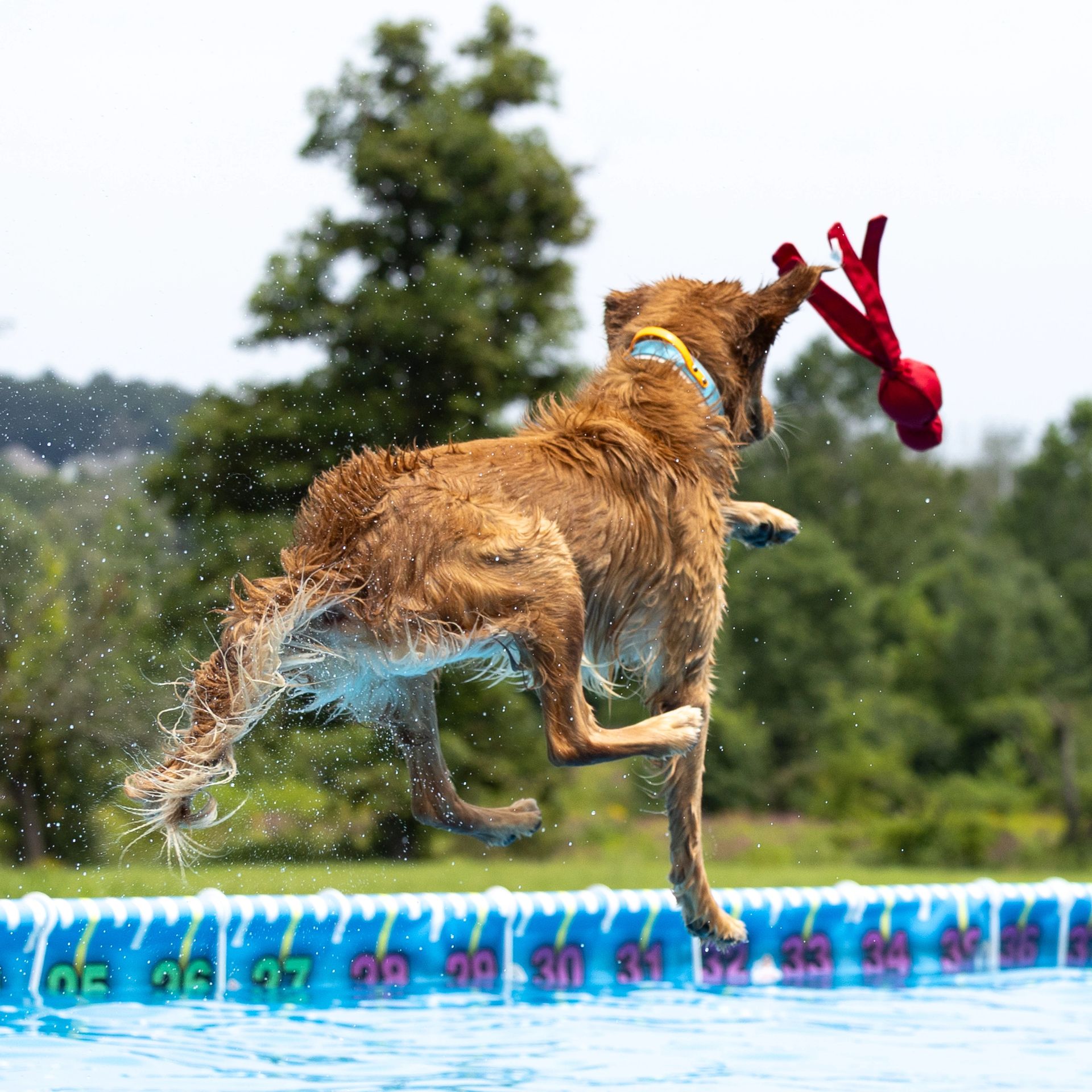 Dock diving action photography at Splash Town Warwick